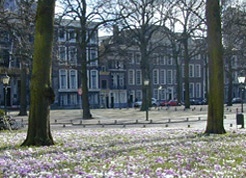Lange Voorhout (home of the Montesquieu Institute) with flowers
